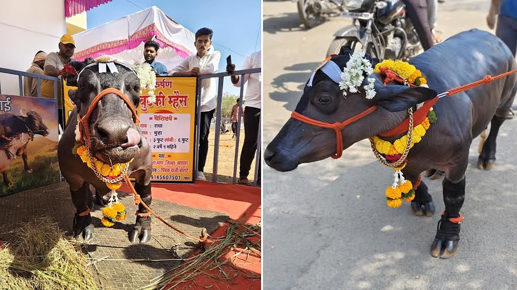 freepressjournal-marathi_2025-11-04_wke93rsx_satara-radha-buffalo-guinness-world-record-shortest-living-buffalo